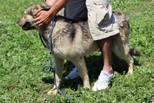 KYRAN, Hund, Labrador-Siberian Husky-Mix in Rumänien - Bild 3