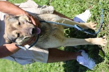 KYRAN, Hund, Labrador-Siberian Husky-Mix in Rumänien - Bild 4