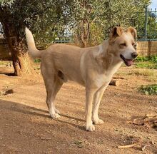 POPAY, Hund, Mischlingshund in Griechenland - Bild 10