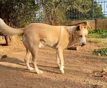 POPAY, Hund, Mischlingshund in Griechenland - Bild 11