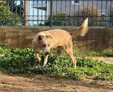 POPAY, Hund, Mischlingshund in Griechenland - Bild 12