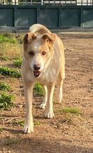 POPAY, Hund, Mischlingshund in Griechenland - Bild 13
