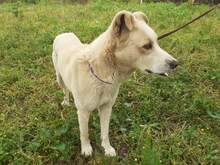 POPAY, Hund, Mischlingshund in Griechenland - Bild 5