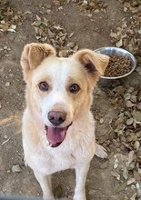 POPAY, Hund, Mischlingshund in Griechenland - Bild 8