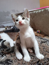 DIPPER, Katze, Hauskatze in Bulgarien - Bild 3