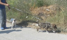 LADAKH, Hund, Mischlingshund in Bulgarien - Bild 10