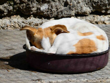 LADAKH, Hund, Mischlingshund in Bulgarien - Bild 13