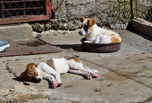 LADAKH, Hund, Mischlingshund in Bulgarien - Bild 15