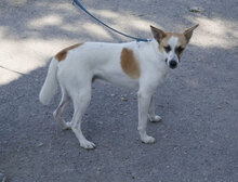 LADAKH, Hund, Mischlingshund in Bulgarien - Bild 16