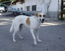LADAKH, Hund, Mischlingshund in Bulgarien - Bild 17
