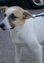 LADAKH, Hund, Mischlingshund in Bulgarien - Bild 19