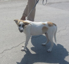 LADAKH, Hund, Mischlingshund in Bulgarien - Bild 2