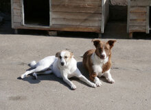 LADAKH, Hund, Mischlingshund in Bulgarien - Bild 21