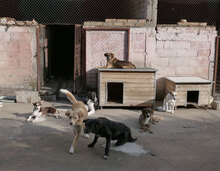 LADAKH, Hund, Mischlingshund in Bulgarien - Bild 22