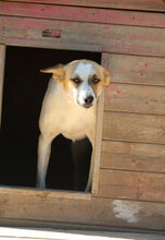 LADAKH, Hund, Mischlingshund in Bulgarien - Bild 23