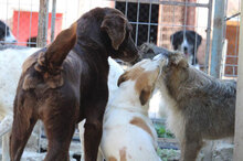 LADAKH, Hund, Mischlingshund in Bulgarien - Bild 24