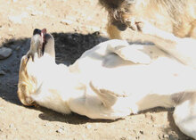 LADAKH, Hund, Mischlingshund in Bulgarien - Bild 26