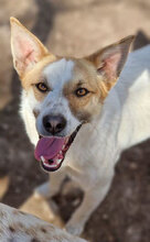 LADAKH, Hund, Mischlingshund in Bulgarien - Bild 27
