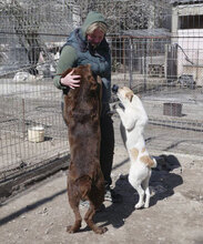 LADAKH, Hund, Mischlingshund in Bulgarien - Bild 28