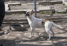 LADAKH, Hund, Mischlingshund in Bulgarien - Bild 29