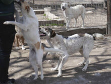 LADAKH, Hund, Mischlingshund in Bulgarien - Bild 30