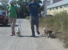 LADAKH, Hund, Mischlingshund in Bulgarien - Bild 7