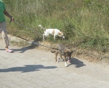 LADAKH, Hund, Mischlingshund in Bulgarien - Bild 8