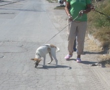 LADAKH, Hund, Mischlingshund in Bulgarien - Bild 9
