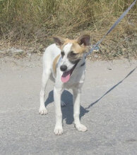 LADAKH, Hund, Mischlingshund in Fulda - Bild 1