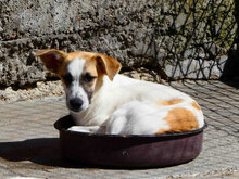 LADAKH, Hund, Mischlingshund in Fulda - Bild 12
