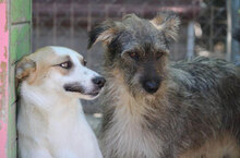 LADAKH, Hund, Mischlingshund in Fulda - Bild 25