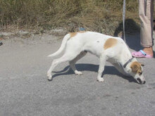 LADAKH, Hund, Mischlingshund in Fulda - Bild 3