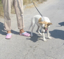 LADAKH, Hund, Mischlingshund in Fulda - Bild 5