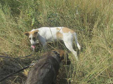 LADAKH, Hund, Mischlingshund in Fulda - Bild 6