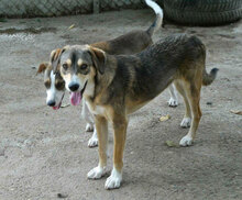 NANO, Hund, Mischlingshund in Bulgarien - Bild 1