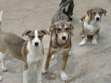 NANO, Hund, Mischlingshund in Bulgarien - Bild 10