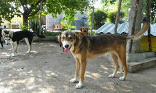 NANO, Hund, Mischlingshund in Bulgarien - Bild 2