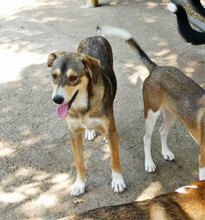 NANO, Hund, Mischlingshund in Bulgarien - Bild 3
