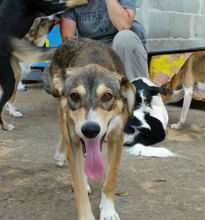 NANO, Hund, Mischlingshund in Bulgarien - Bild 4