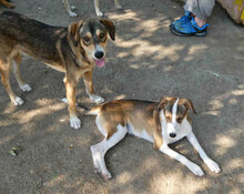 NANO, Hund, Mischlingshund in Bulgarien - Bild 6