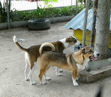 NINI, Hund, Mischlingshund in Bulgarien - Bild 10