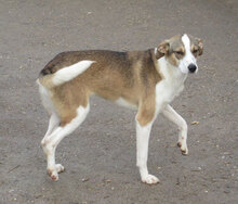 NINI, Hund, Mischlingshund in Bulgarien - Bild 13