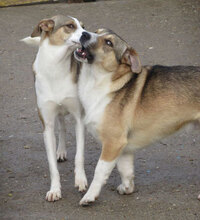 NINI, Hund, Mischlingshund in Bulgarien - Bild 14