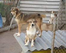 NINI, Hund, Mischlingshund in Bulgarien - Bild 16