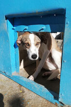 NINI, Hund, Mischlingshund in Bulgarien - Bild 21