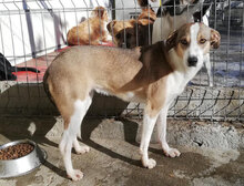 NINI, Hund, Mischlingshund in Bulgarien - Bild 22