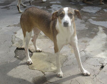 NINI, Hund, Mischlingshund in Bulgarien - Bild 23