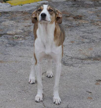 NINI, Hund, Mischlingshund in Bulgarien - Bild 25