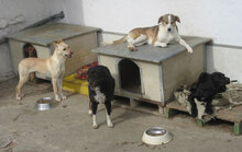 NINI, Hund, Mischlingshund in Bulgarien - Bild 26