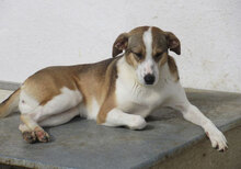 NINI, Hund, Mischlingshund in Bulgarien - Bild 28